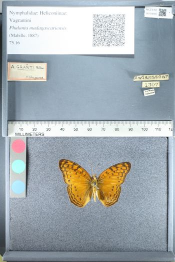 Media type: image;   Entomology 159040